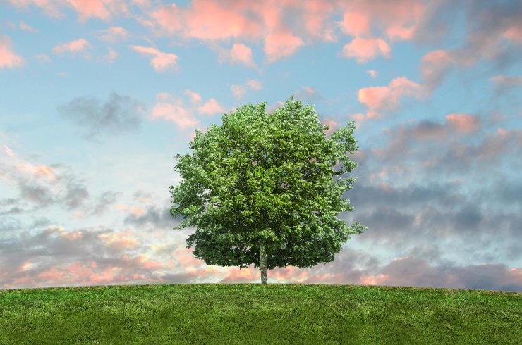 Tree in a field